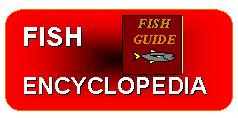 A fish encyclopedia and guide to hundreds of species