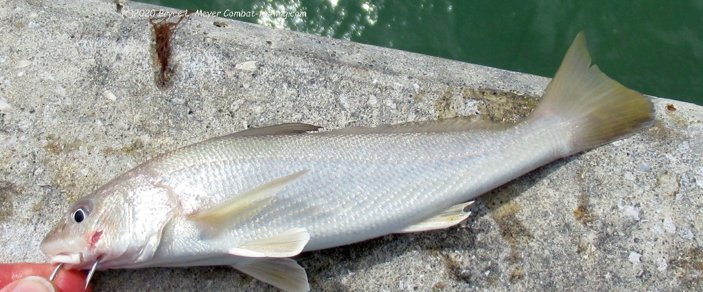 White Surf Baitfish Bunny Teaser Flies Fluke mackerel Striper Fishing 2/0  16H 